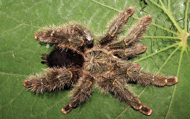 Photo of Grizzled pinktoe tarantula