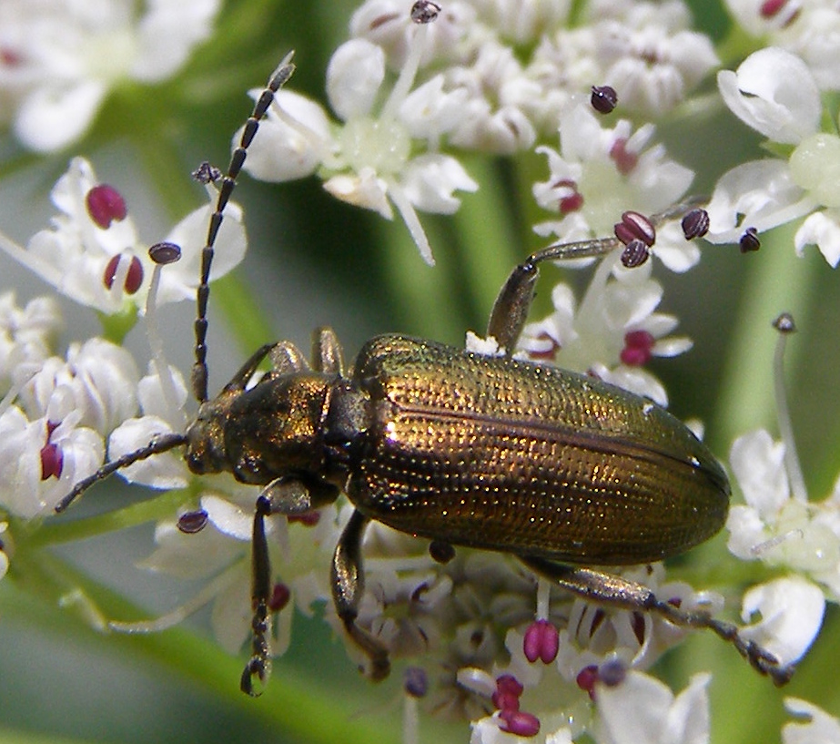 Photo of Grooved leaf beetle