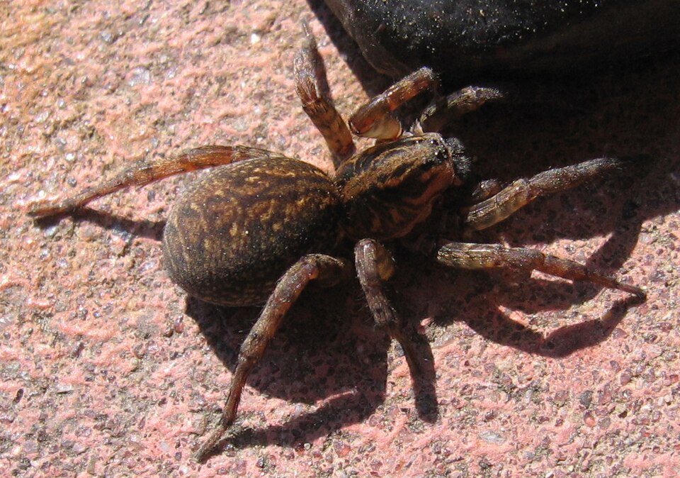Photo of Ground wolf spider