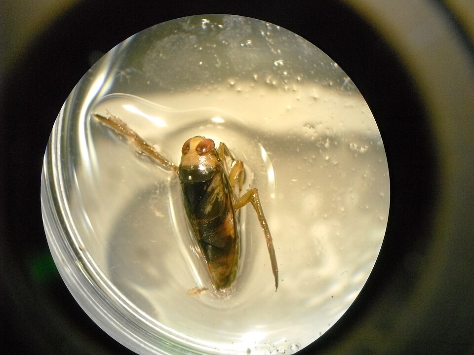 Photo of Grousewinged backswimmer