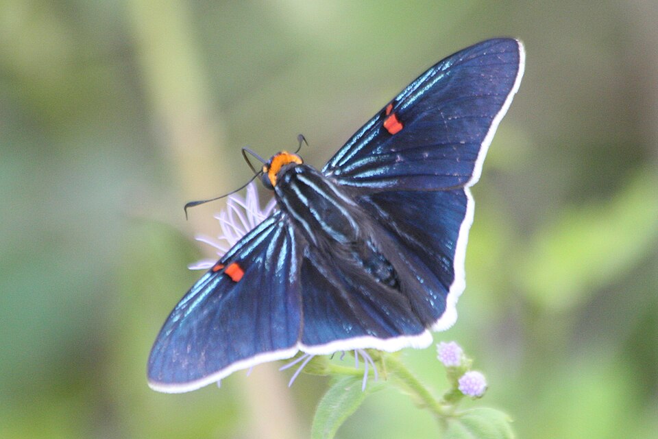 Photo of Guava skipper