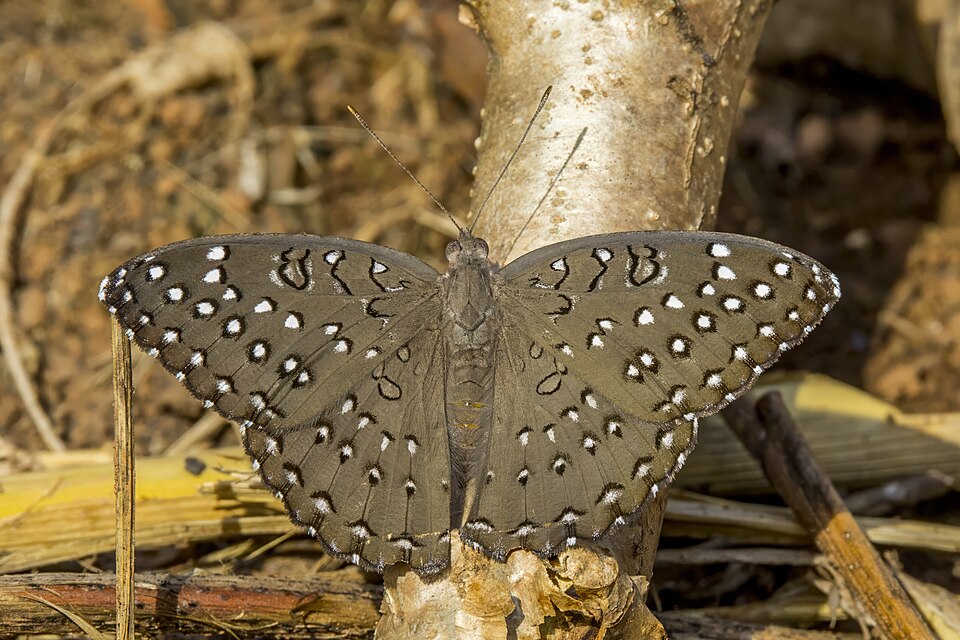 Photo of Guineafowl butterfly