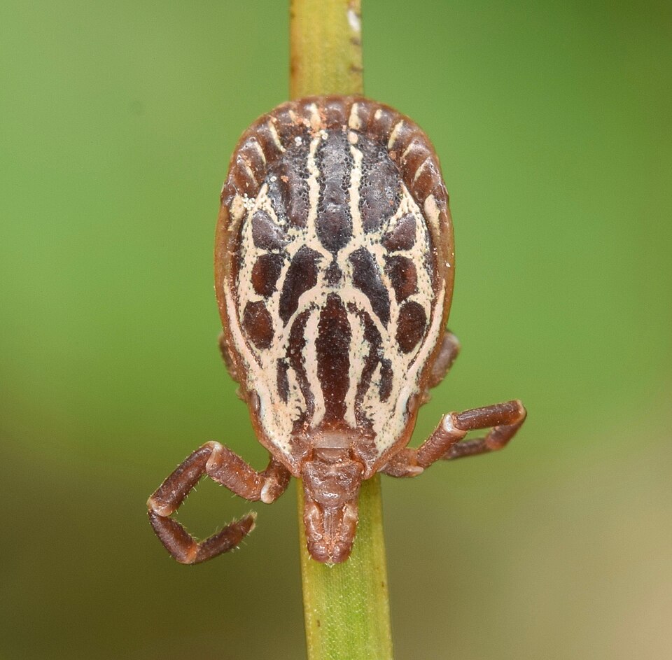 Photo of Gulf Coast tick