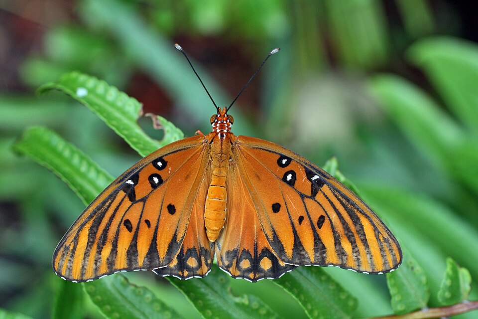 Photo of Gulf fritillary