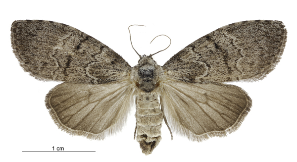 Photo of Gum leaf skeletoniser