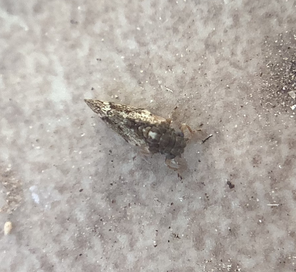 Photo of Hackberry blister gall psyllid