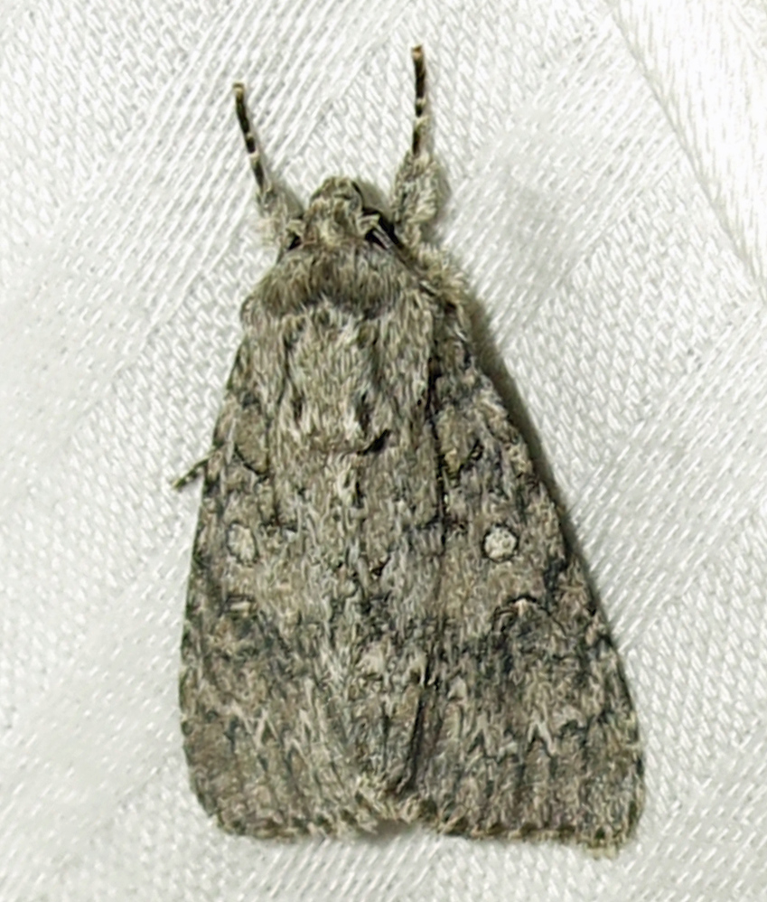 Photo of Hackberry dagger