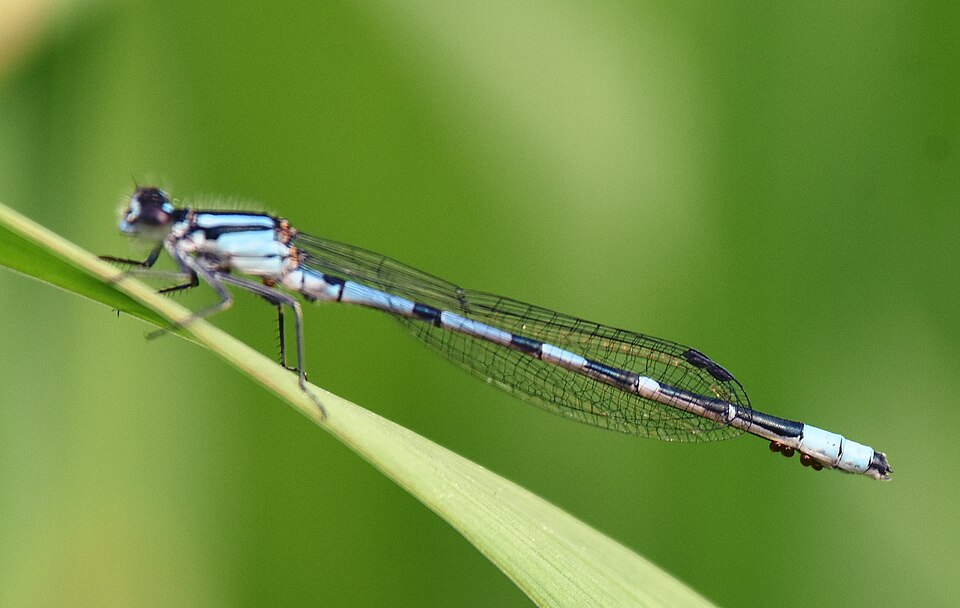 Photo of Hagen's bluet