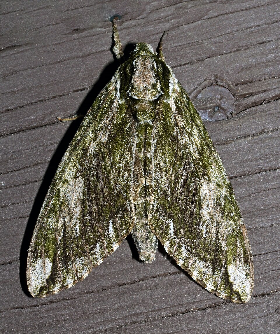 Photo of Hagen's sphinx
