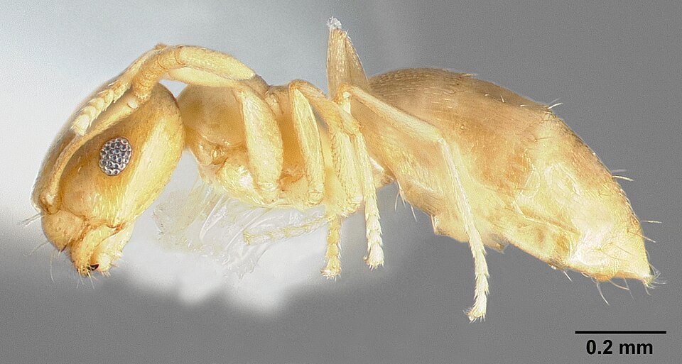 Photo of Hairless rover ant