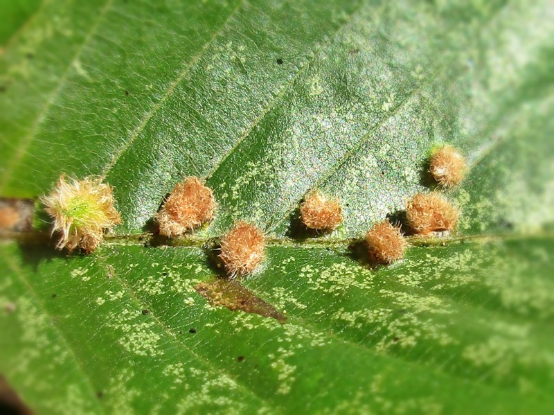 Photo of Hairy beech gall