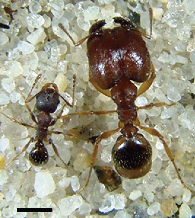Photo of Hairy big-headed ant