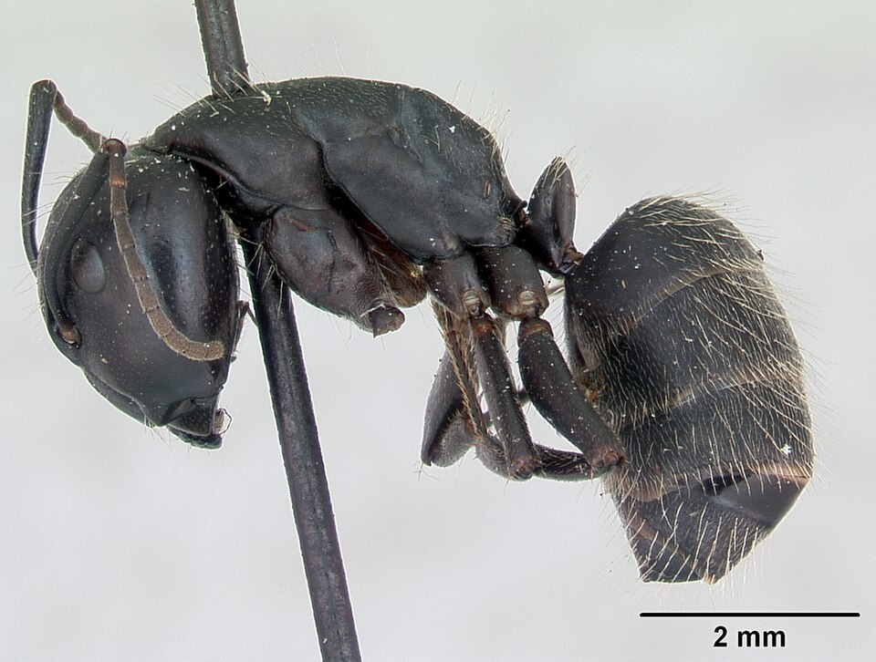 Photo of Hairy carpenter ant