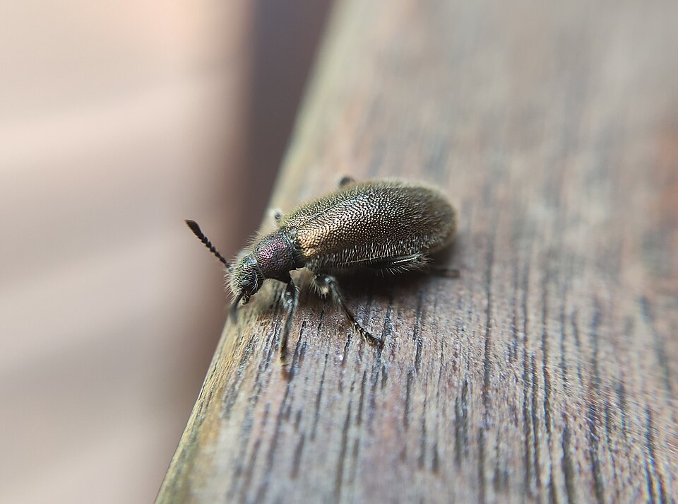 Photo of Hairy darkling beetle
