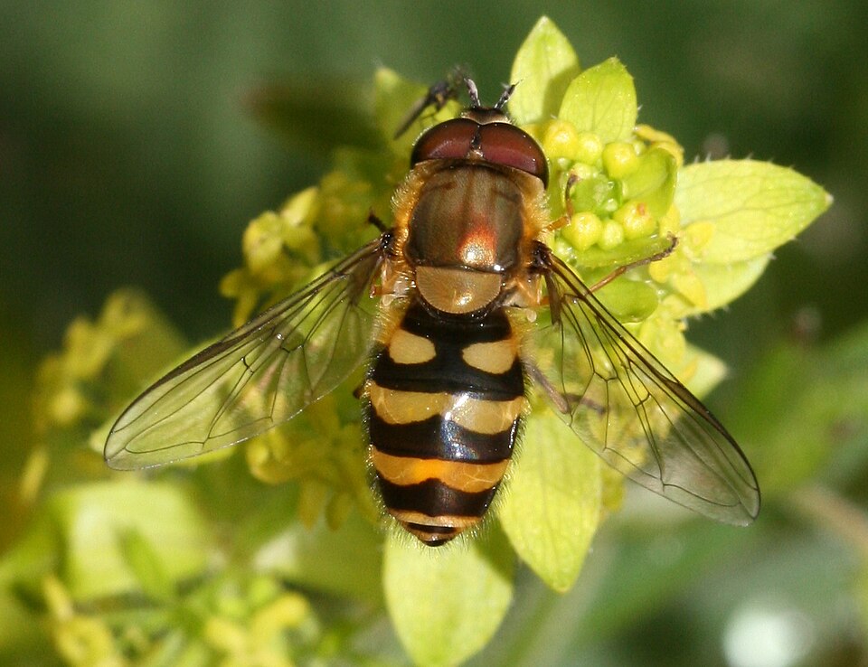 Photo of Hairy-eyed flower fly