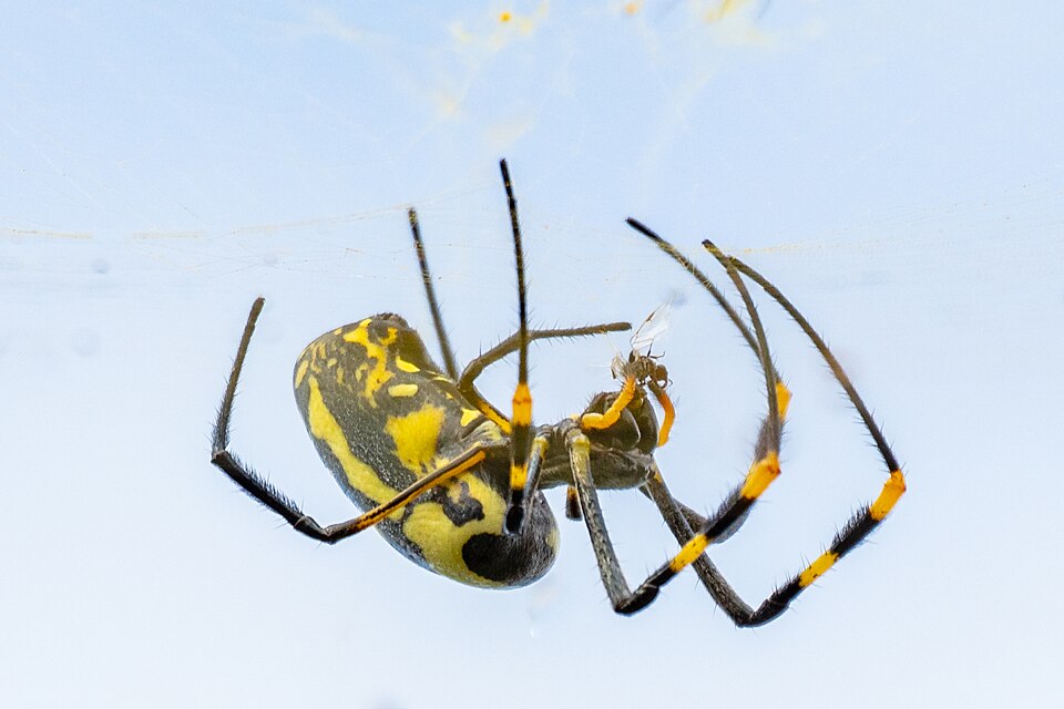 Photo of Hairy golden orb-weaving spider