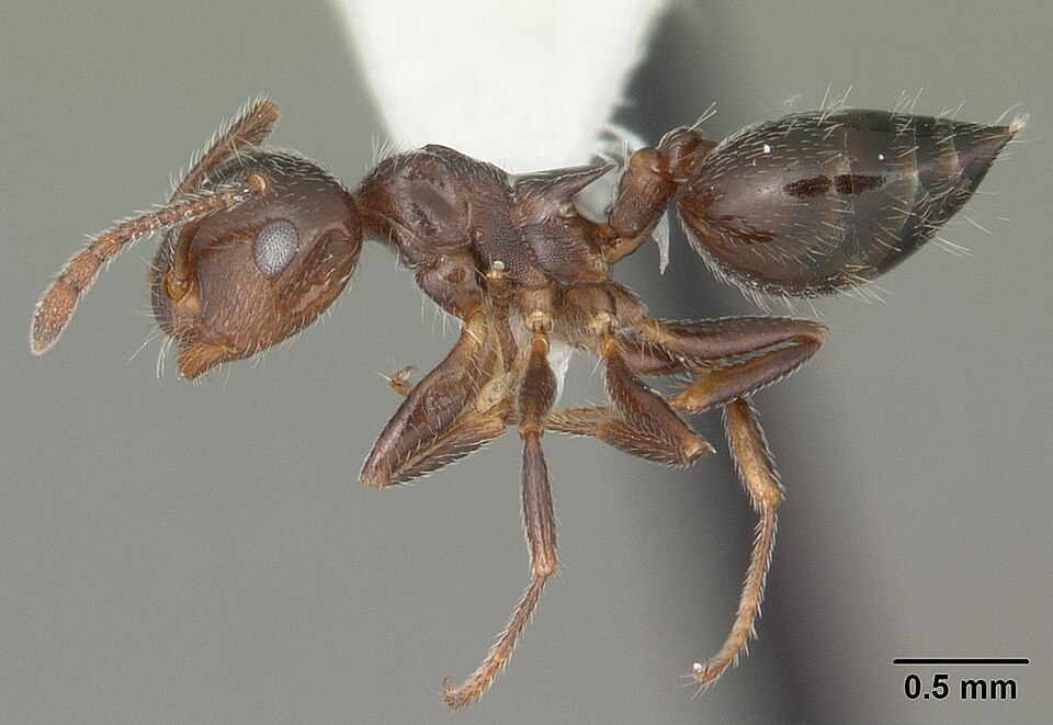 Photo of Hairy-headed acrobat ant