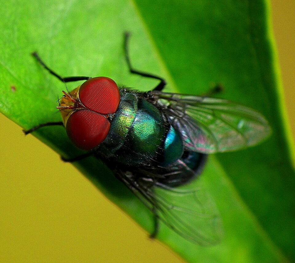 Photo of Hairy maggot blow fly