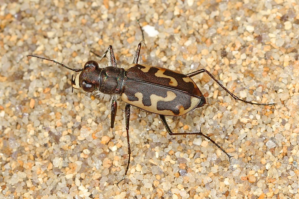 Photo of Hairy-necked tiger beetle