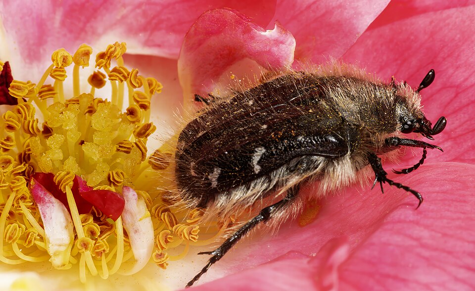 Photo of Hairy rose beetle