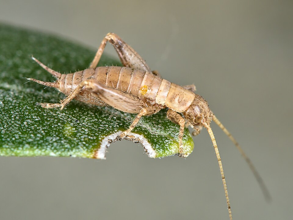 Photo of Hairy scale-cricket
