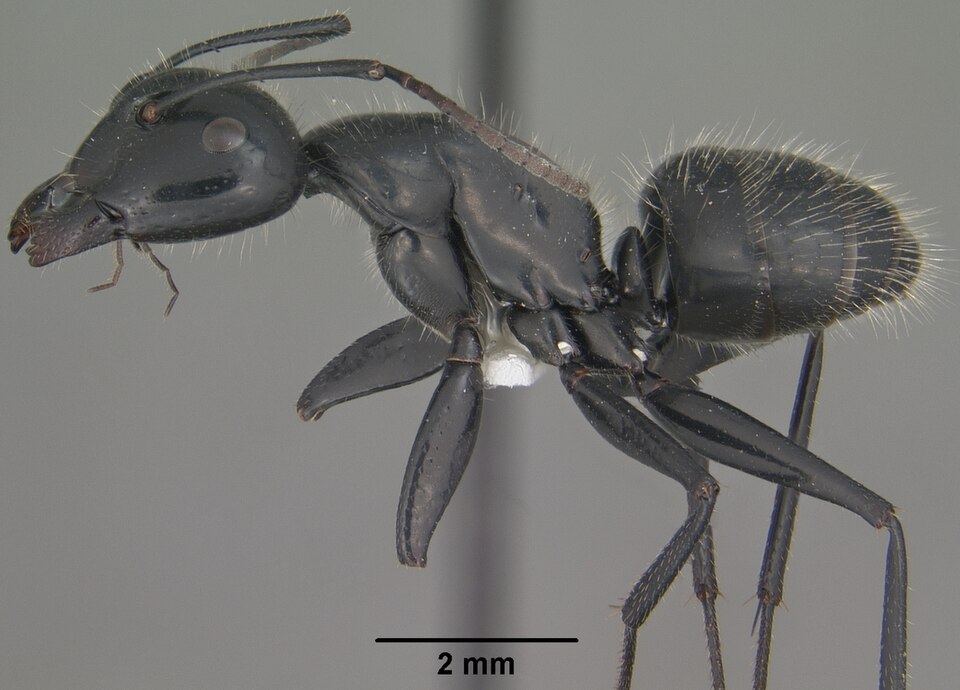 Photo of Hairy smooth carpenter ant