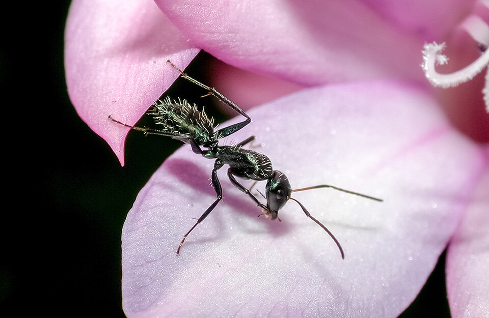 Photo of Hairy sugar ant