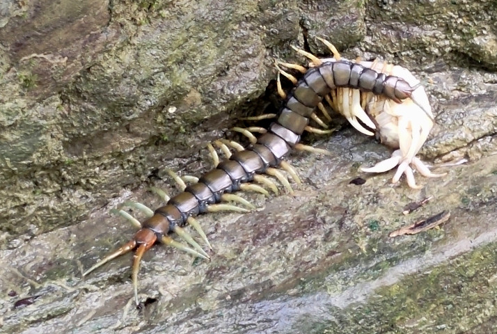 Photo of Halcyon giant centipede