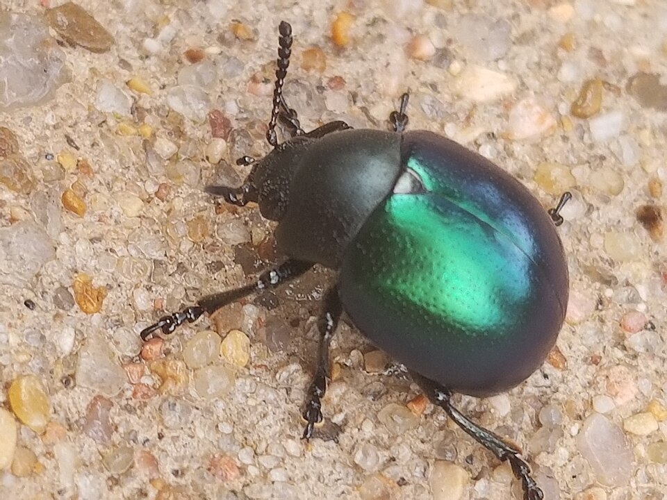 Photo of Haldeman's green potato beetle