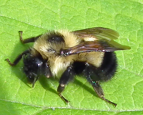 Photo of Half-black bumble bee