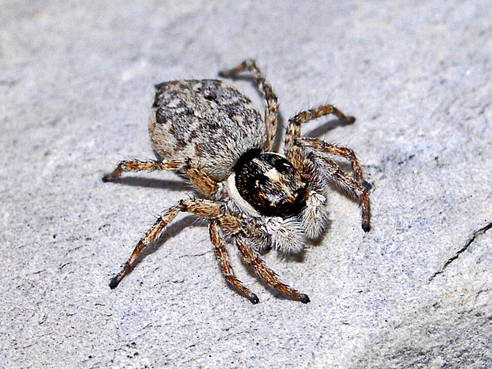Photo of Half-edged wall jumping spider