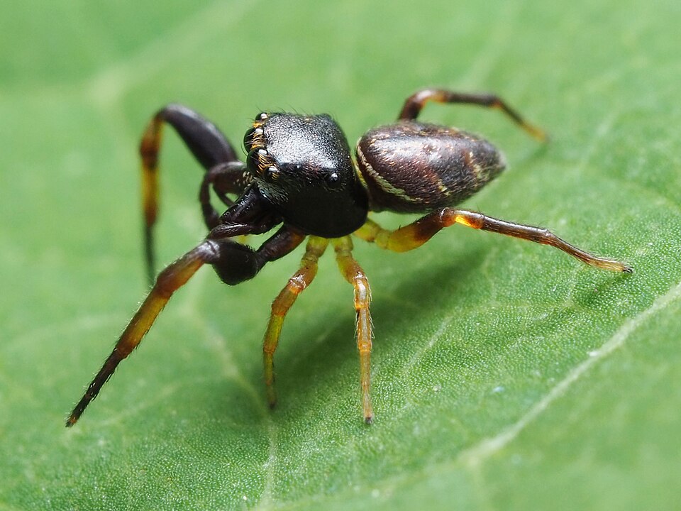 Photo of Hammer-jawed jumping spider