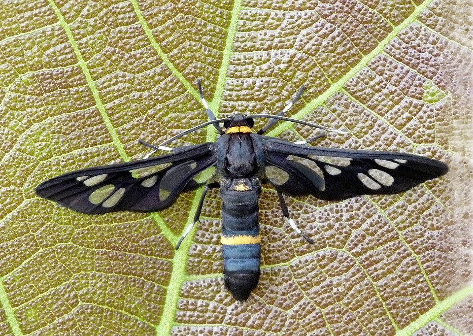 Photo of Handmaiden moth