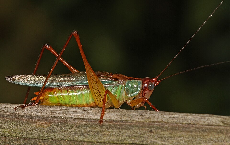 Photo of Handsome meadow katydid
