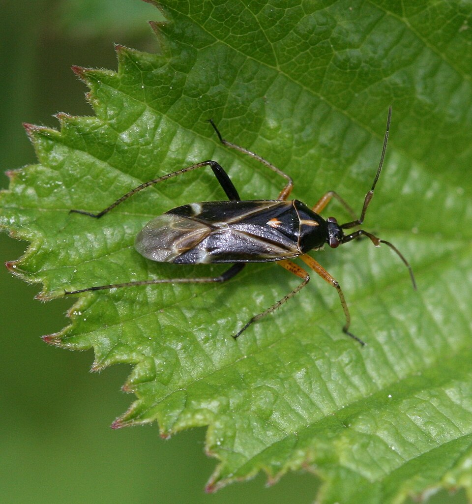 Photo of Handsome plant bug