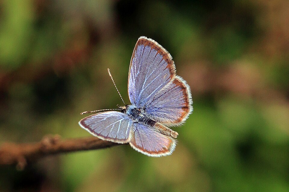 Photo of Hanno blue