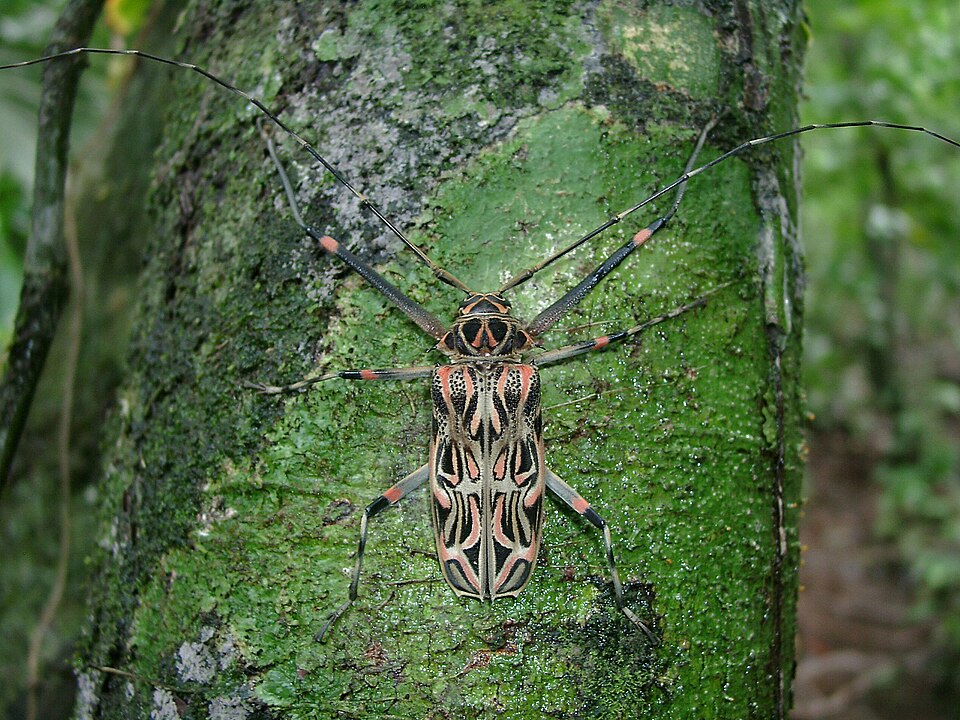Photo of Harlequin beetle