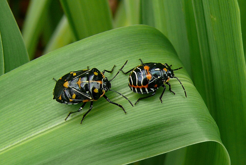 Photo of Harlequin bug