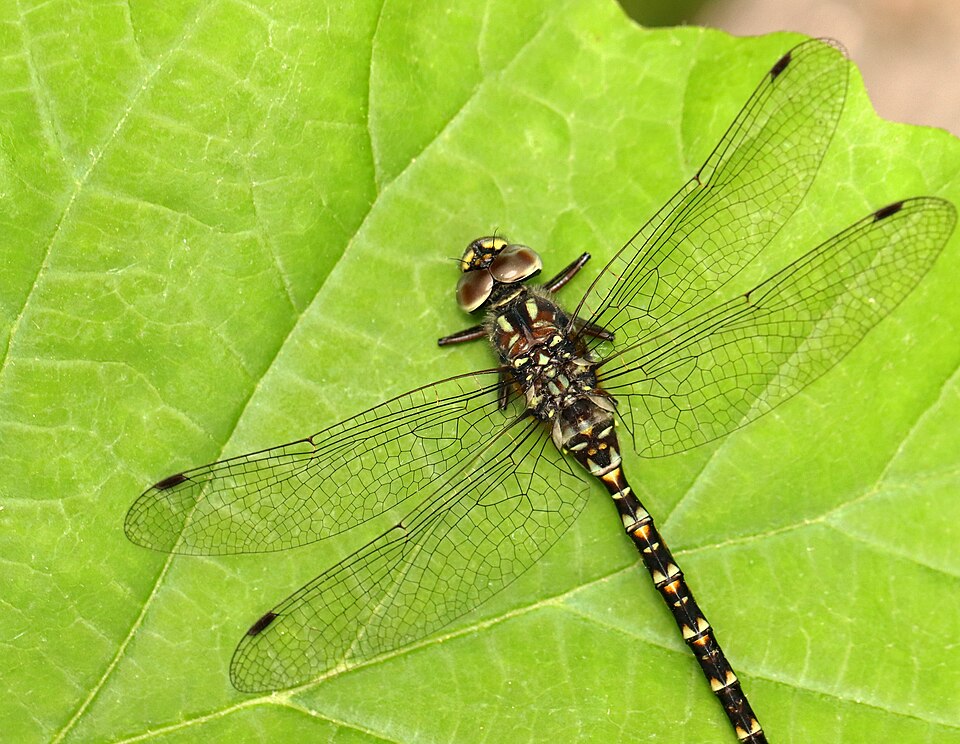 Photo of Harlequin darner