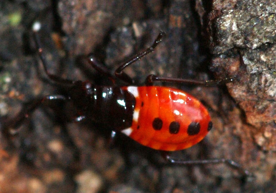 Photo of Harlequin red bug