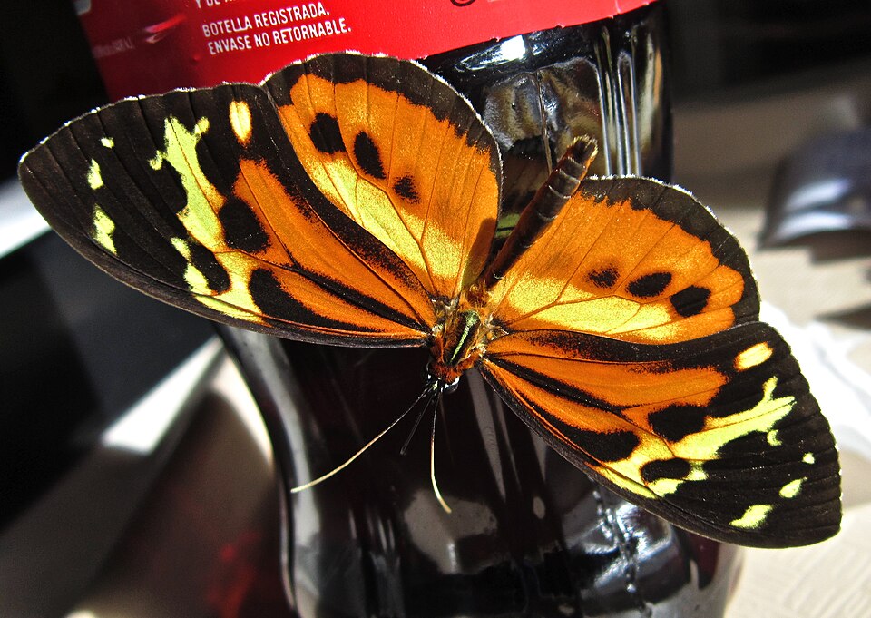 Photo of Harmonia tigerwing