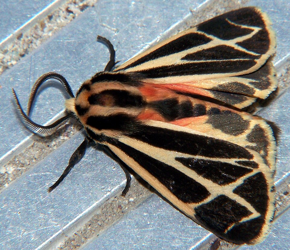 Photo of Harnessed tiger moth