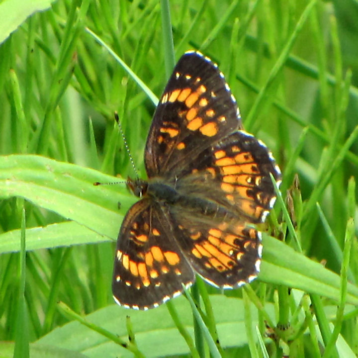 Photo of Harris's checkerspot