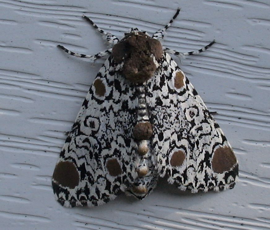 Photo of Harris's three-spot