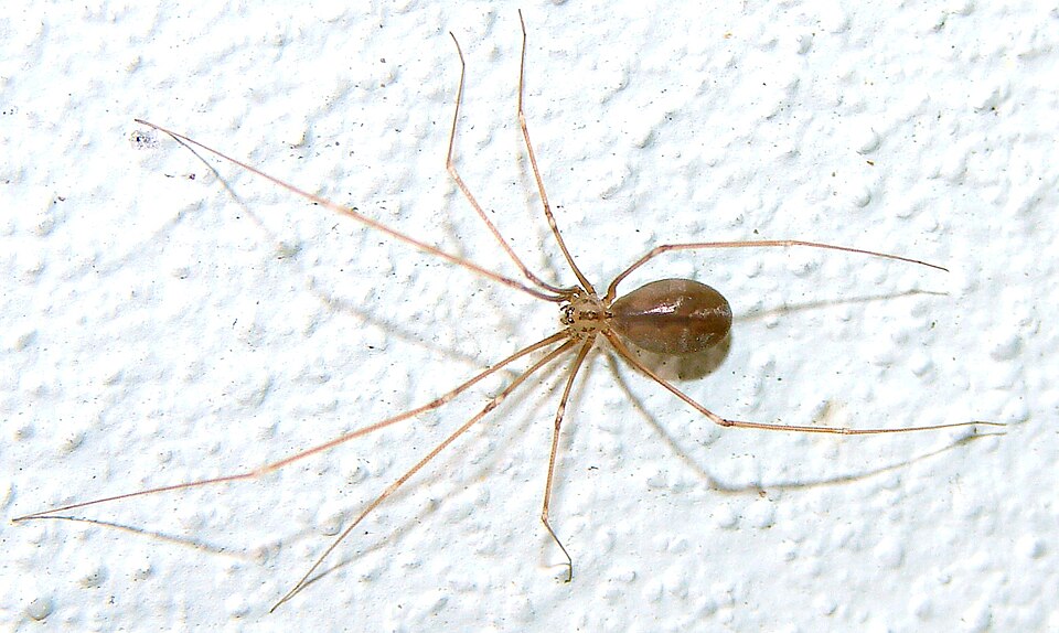 Photo of Harvestman cellar spider