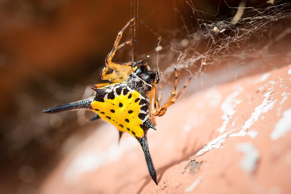 Photo of Hasselt's spiny spider