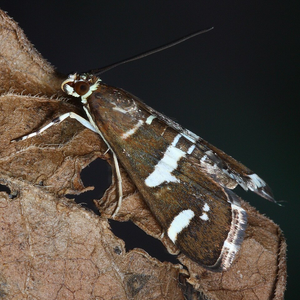 Photo of Hawaiian beet webworm moth