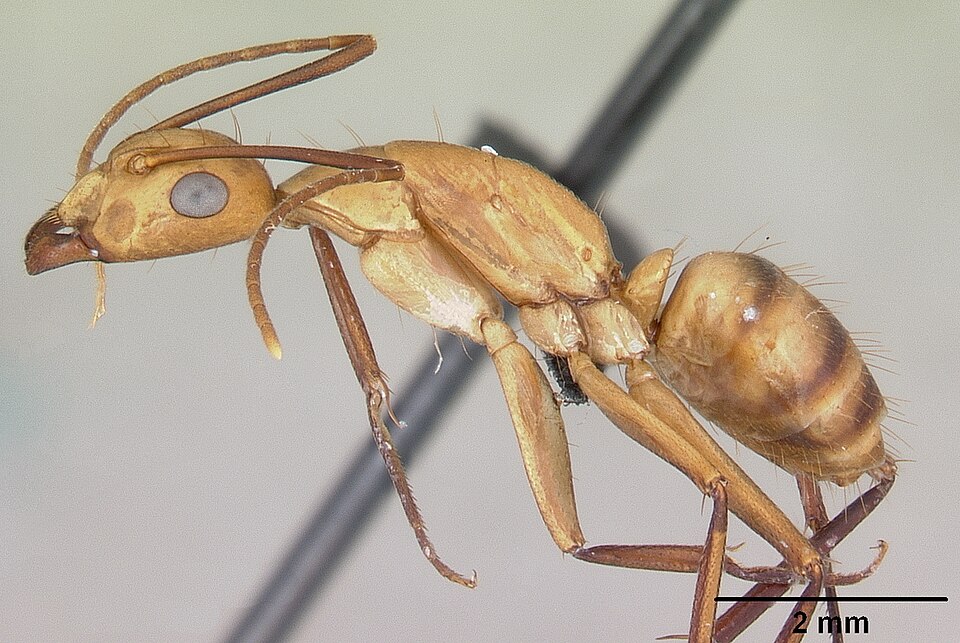 Photo of Hawaiian carpenter ant