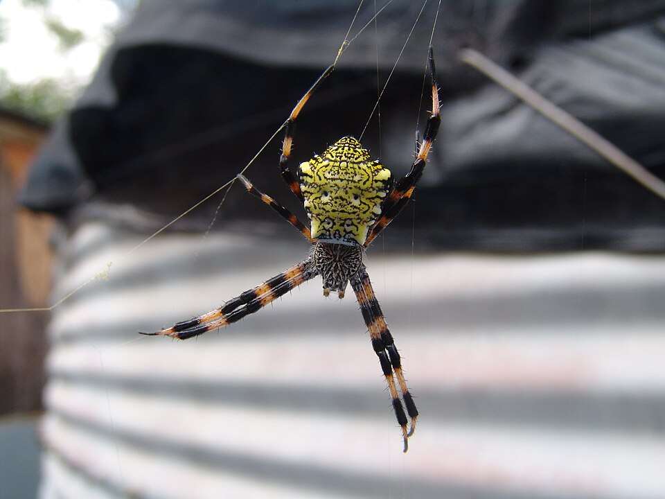 Photo of Hawaiian garden spider