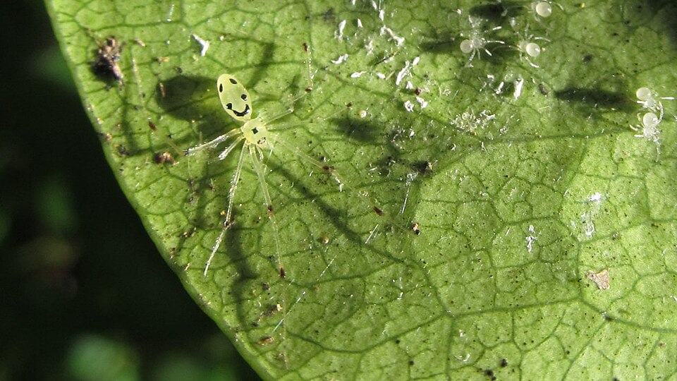 Photo of Hawaiian happy-face spider